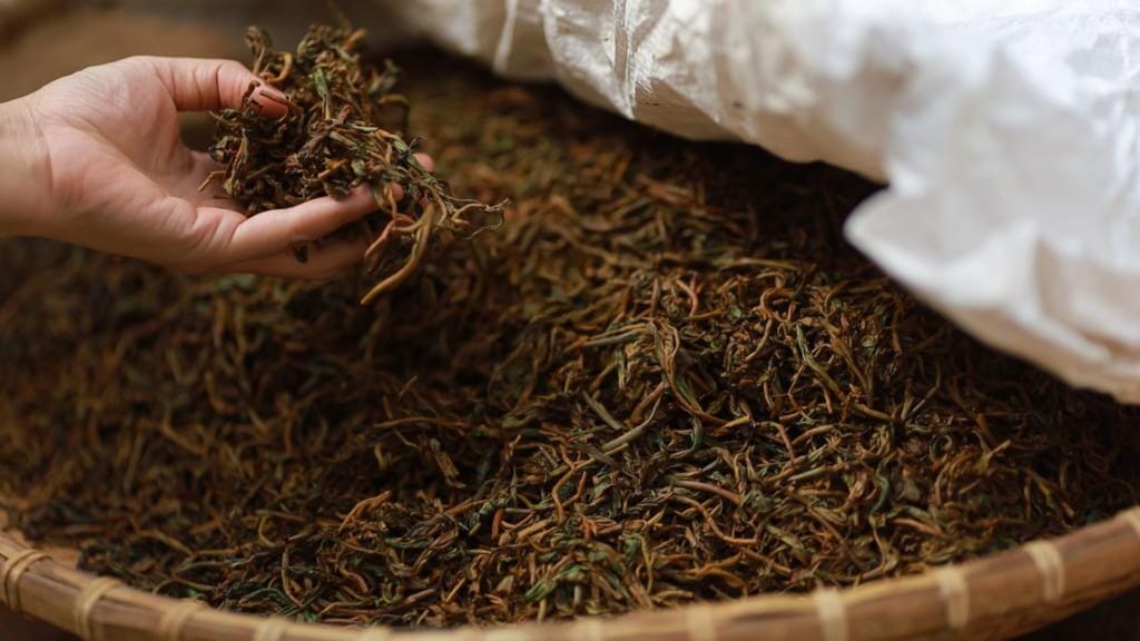 Các giai đoạn chế biến lá trà, từ lá trà xanh đến lá trà đen đã oxy hóa hoàn toàn