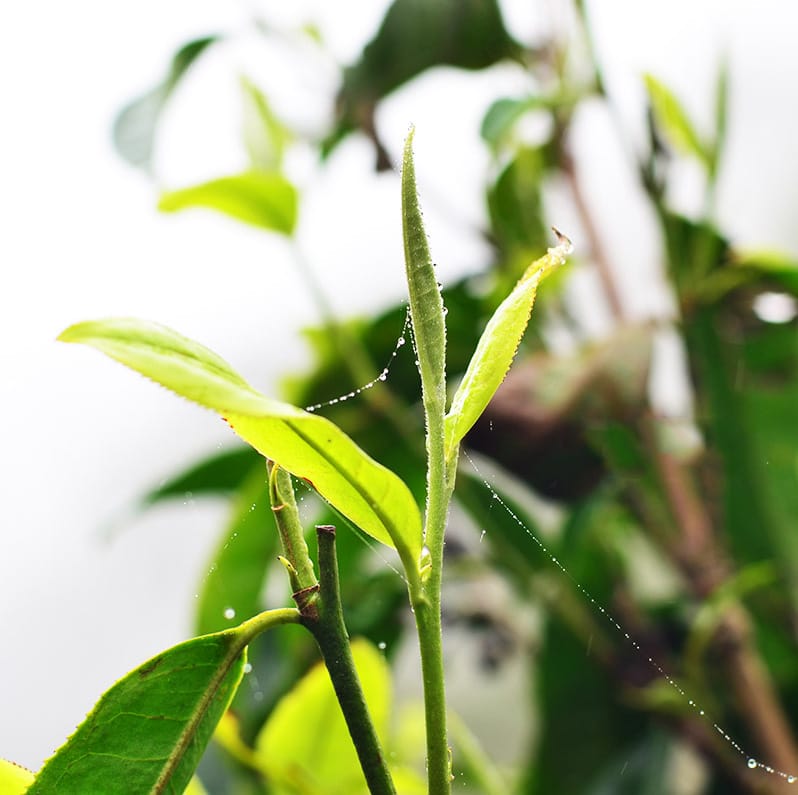 Hình ảnh búp trà Shan Tuyết cổ thụ non, chuẩn bị làm bạch trà, có lớp lông tơ trắng (hào quang) bao phủ.