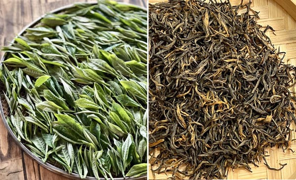 Lá trà tươi và lá trà đã oxy hóa.