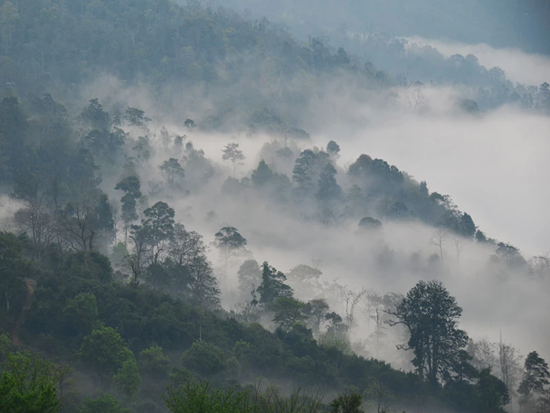 Cây trà shan tuyết cổ thụ hà giang trong sương sớm. Ảnh minh họa trà shan tuyết có mất ngủ không.