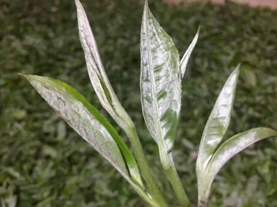 Bạch trà Shan Tuyết AnnTea – Búp non phủ lông tơ trắng bạc