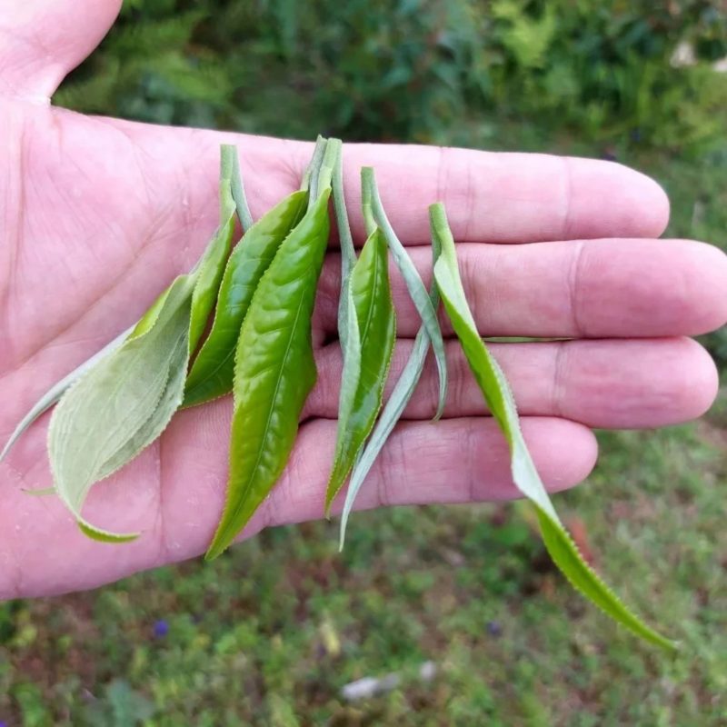 Búp trà tươi 1 tôm 1 lá - Nguyên liệu tinh túy để làm trà xanh