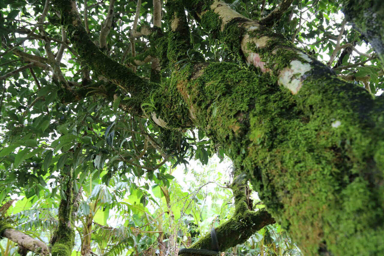 Cây Chè Shan Tuyết Cổ Thụ Rêu Phong