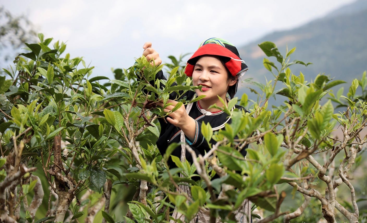 Người dân hái trà shan tuyết cổ thụ hà giang trên cây cổ thụ.