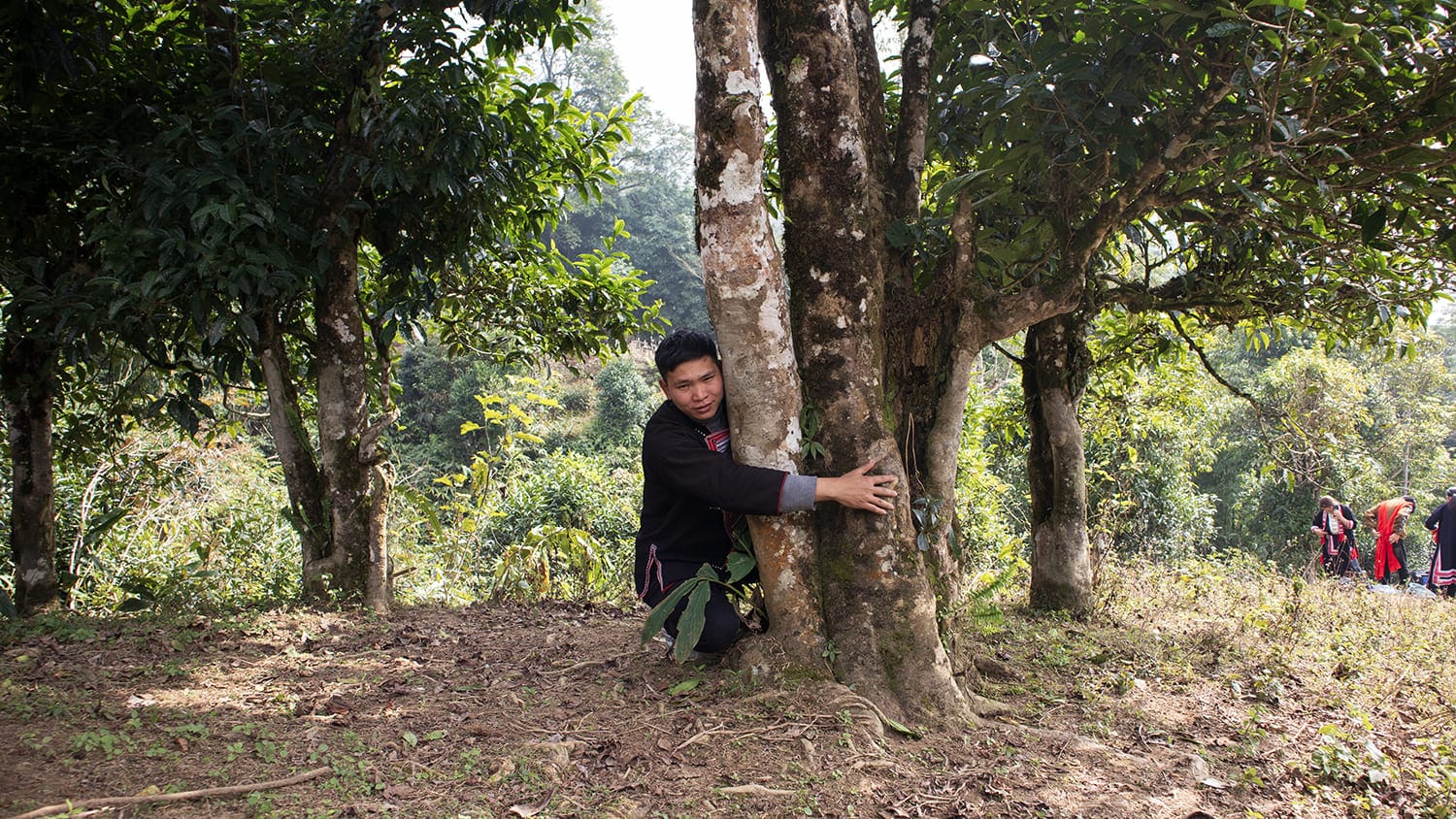 Cây Trà Shan Tuyết cổ thụ nền trà xanh hoa nhài chất lượng cao