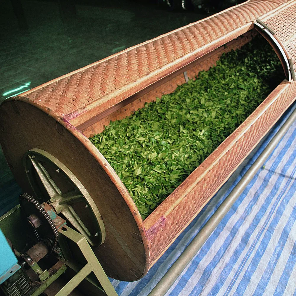 Quy trình sản xuất trà oolong thủ công truyền thống
