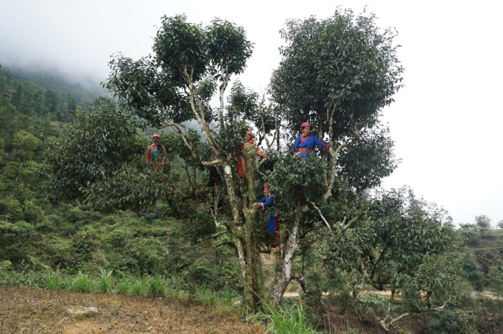 Trà Shan Tuyết Cổ Thụ Hà Giang búp trắng