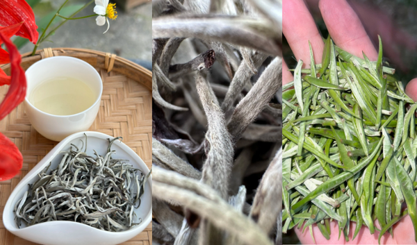 Trà Shan Tuyết Cổ Thụ búp trắng thượng hạng