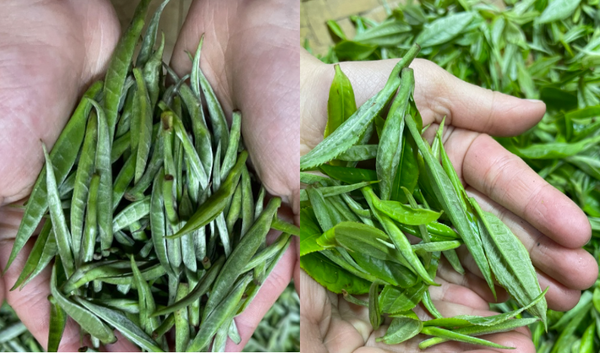 Búp trà Shan Tuyết Cổ Thụ tươi nguyên chất