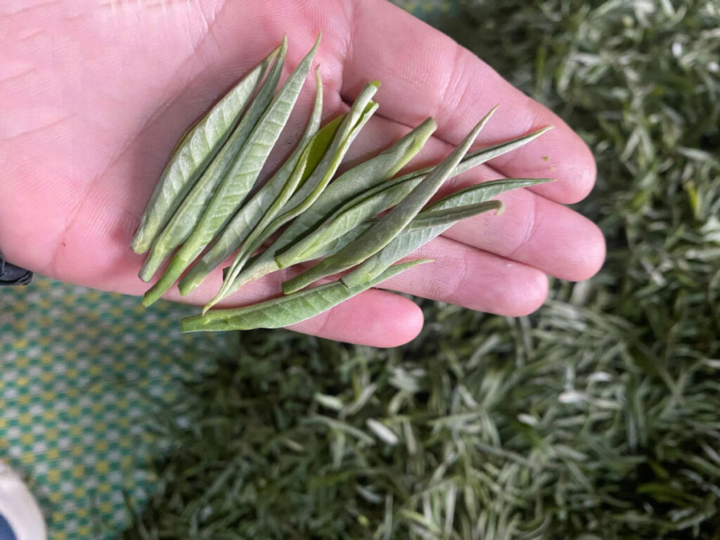 Lớp lông tuyết trắng mịn đặc trưng trên cánh trà shan tuyết Tây Bắc chính gốc.