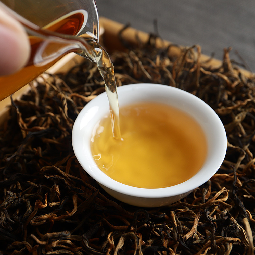 Thu hoạch hồng trà Shan Tuyết Hà Giang trên cây cổ thụ