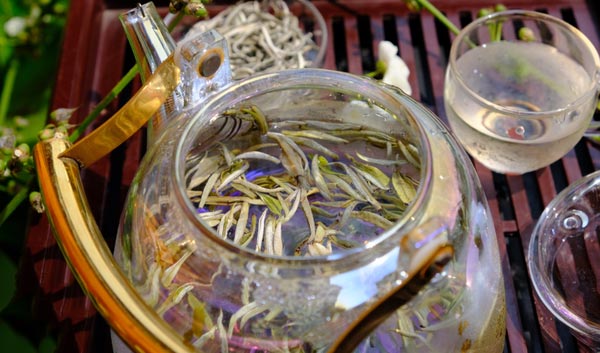 Trà Shan Tuyết Cổ Thụ búp trắng thượng hạng pha trong ấm thủy tinh