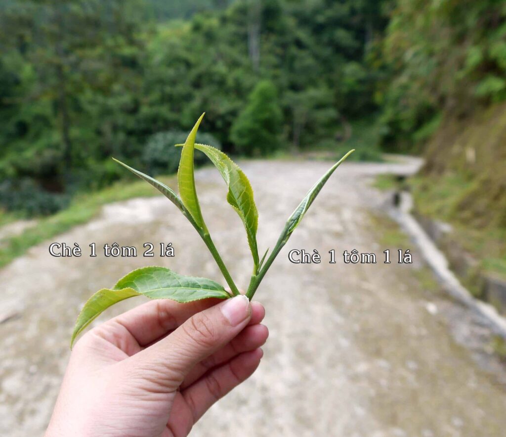 Cận cảnh búp trà shan tuyết 1 tôm 1 lá và 1 tôm 2 lá với lớp lông tuyết trắng.