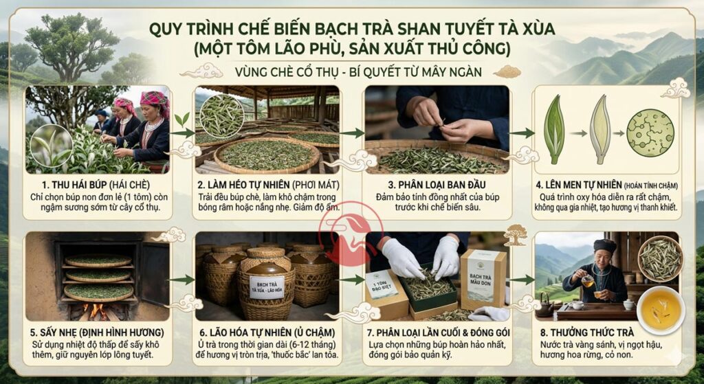 Quy trình chế biến Bạch trà rừng Tà Xùa