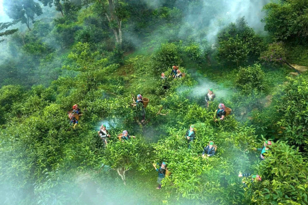 Rừng trà shan tuyết cổ thụ hơn 300 năm tuổi tại Tây Côn Lĩnh Hà Giang