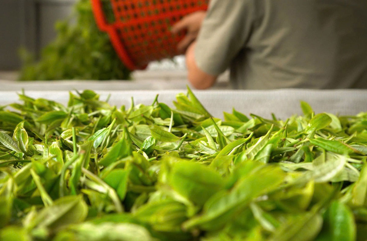 Tác dụng của trà shan tuyết cổ thụ đối với hệ miễn dịch