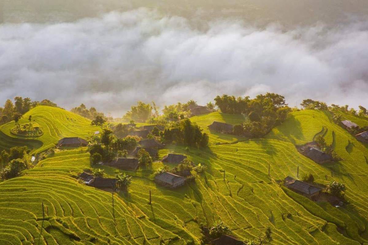 trà shan tuyết là gì